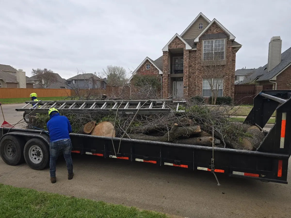 Expert Tree Pest Control with proper safety equipment in Tippo